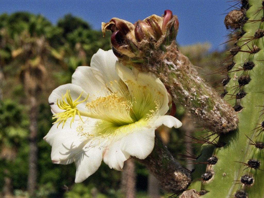 Bianchi fiori di cactus